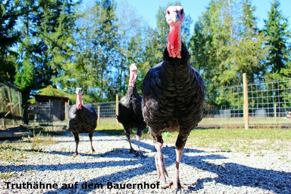 Knusprig gegrillter Truthahn, Party- Truthahn, Pute in Leipzig