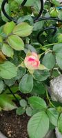 Gartenrose - Rose - Rosenstrauch - Garten - Pflanze - Deko Nordrhein-Westfalen - Kempen Vorschau