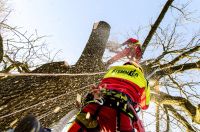 Baumpflege / Gefahrbaumfällung / Grünpflege / Heckenschnitt Nordrhein-Westfalen - Marienheide Vorschau