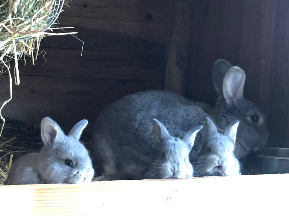 Junge Kaninchen / Hasen abzugeben in Helmbrechts