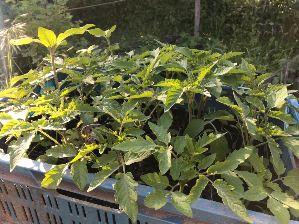 Bio Tomatenpflanzen in Heilbronn