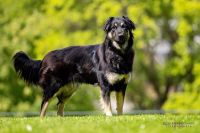 Riviera, Mischling, 1 Jahr, weiblich, Tierhilfe Franken e.V. Bayern - Lauf a.d. Pegnitz Vorschau