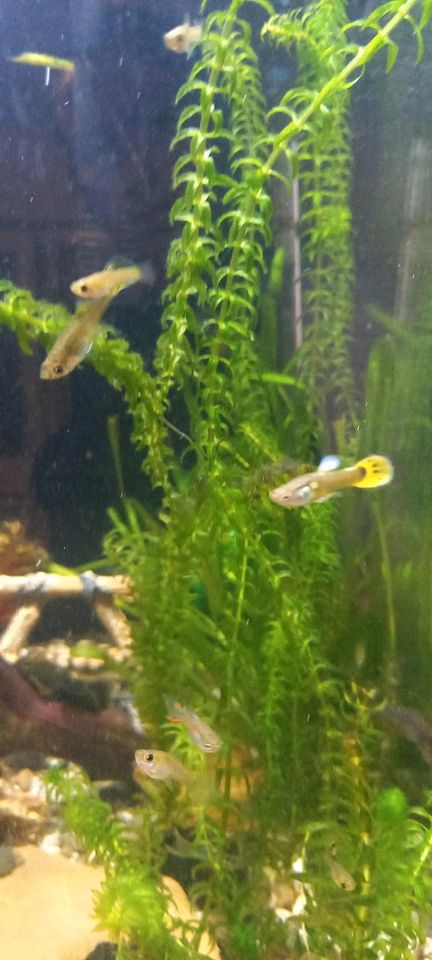 Guppy Nachwuchs in Liebenscheid