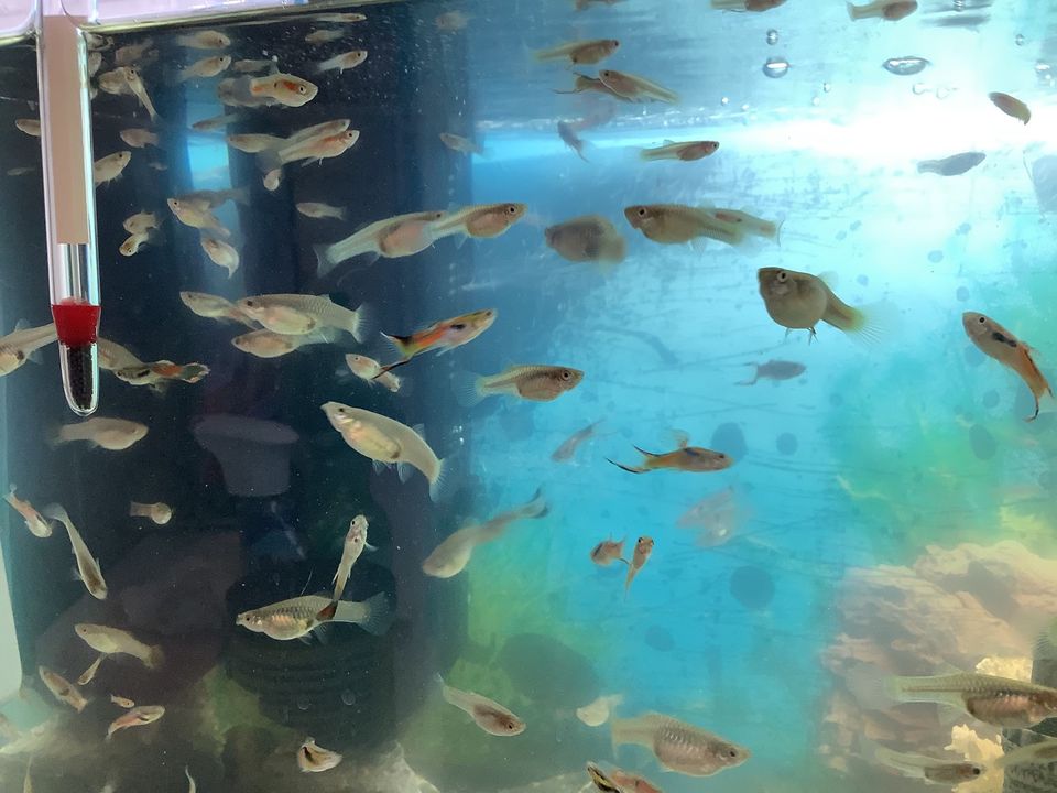 Aquarium mit über 200 Fischen und mit Unterschrank in Köln
