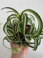 Lockige Grünlilie (Curly Spider Plant / Bonnie) - Zimmerpflanze Aachen - Aachen-Mitte Vorschau