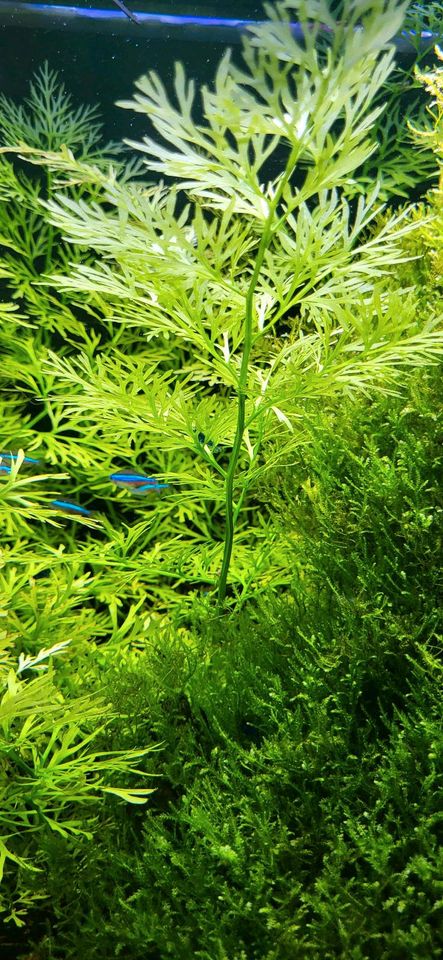 Aquarium Pflanzen Grünes Tausendblatt - Myriophyllum in Wettringen