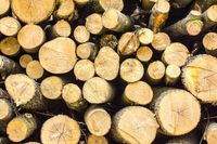 Baumfällung Bäume fällen und sägen Horn-Lehe - Lehesterdeich Vorschau