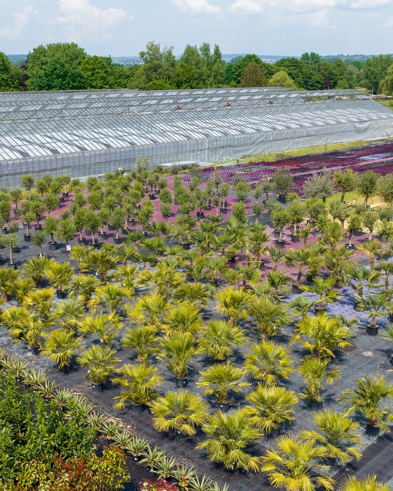 Sale %Kirschlorbeer XXL/Prunus Novita/ Heckenpflanze/190-200cm in Offenbach