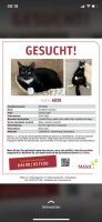 Kater - Katze entlaufen/ vermisst (Belohnung) Berlin - Spandau Vorschau