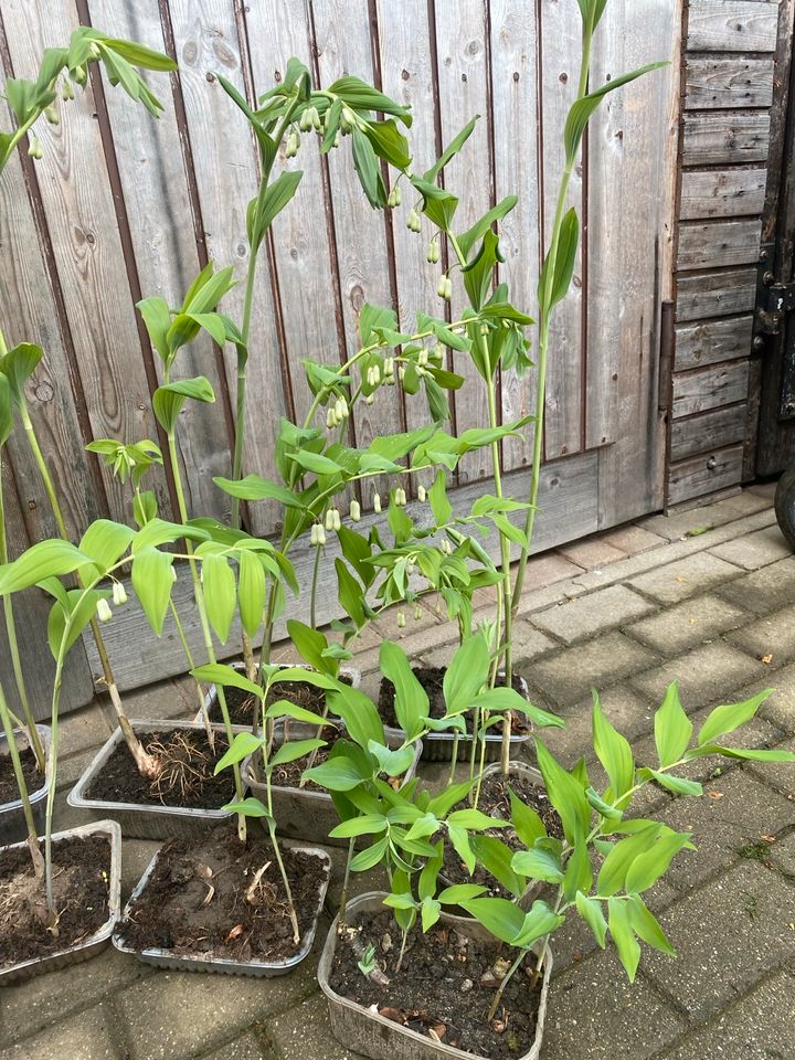 Salomonssiegel Weißwurz winterharte Gartenpflanzen Sichtschutz in Steina