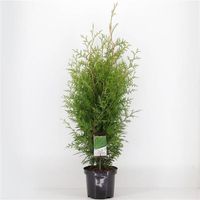 ✅NEU✅ 10 Stk. Lebensbaum Brabant 100-120 cm Thuja Heckenpflanze 1 Mitte - Gesundbrunnen Vorschau