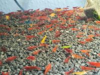 20 x Neocaridina Garnelen Mix,gelb,blau,rot,orange Baden-Württemberg - Nußloch Vorschau