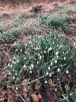 Schneeglöckchen aus dem eigenen Garten Nordrhein-Westfalen - Espelkamp Vorschau