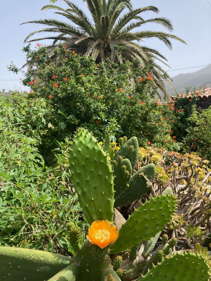 Landhaus auf La Palma in wunderschöner Lage - Kanarische Inseln in Stechlin