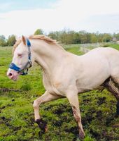 Perlino Welsh D Cob Deckhengst sucht Pflegebeteiligung!⭐️ Schleswig-Holstein - Itzehoe Vorschau