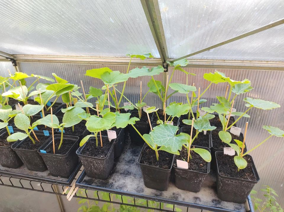 Zucchini Pflanzen Bio Garten rankend und horstbildend in Barkelsby