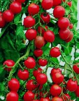 10 Samen honig Tomate Thüringen - Ronneburg Vorschau