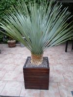 Yucca rostrata Gartenpalme Yuccapalme Nordrhein-Westfalen - Ahlen Vorschau