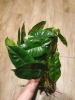 Philodendron Burle Marx variegata Saarland - Schmelz Vorschau