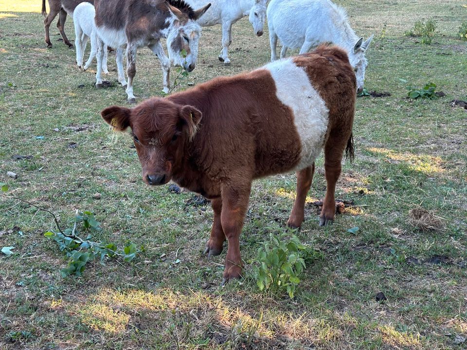 Pamina, Herdbuch, BGA, * 16.02.2023 in Wittenborn