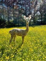 Appaloosa Alpaka Hengst Blutlinie Toota Hidalgo Bayern - Nußdorf Vorschau