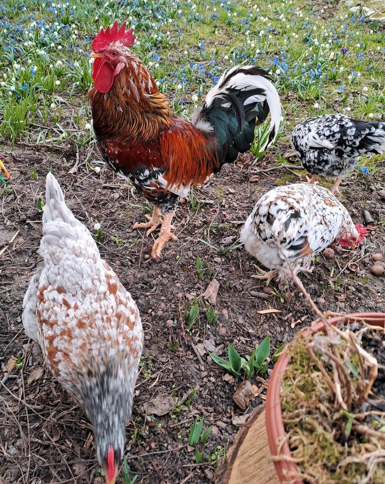 Schwedisches Blumenhuhn Bruteier in Oberheldrungen