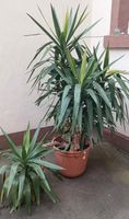 Yucca Palme, 4 Triebe, ca. 1,65m, gesund Frankfurt am Main - Sachsenhausen Vorschau