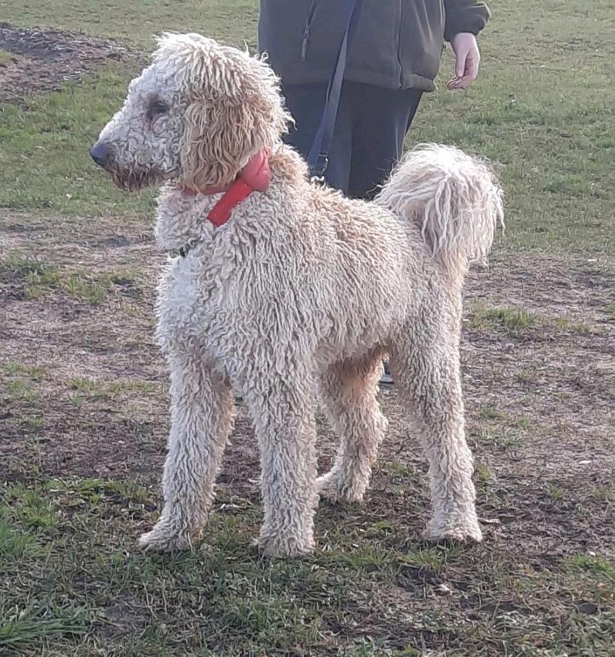 Goldendoodle Welpen suchen ein liebevolles Zuhause in Ventschow