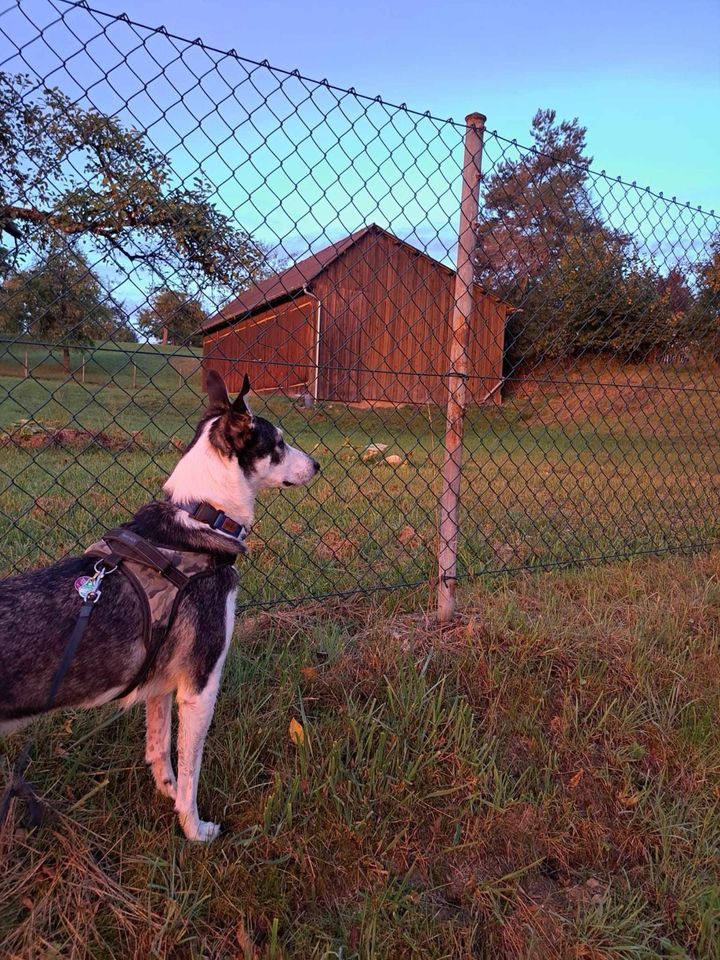 Wolly sucht sein Glück für immer in Magstadt