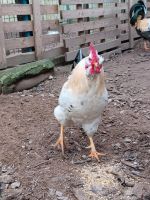 Mix Hahn Bäckchen mit Bart und Backen Rheinland-Pfalz - Harthausen Vorschau