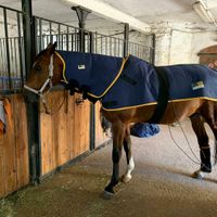 Pferd, Pony oder Hund Thüringen - Weißensee Vorschau