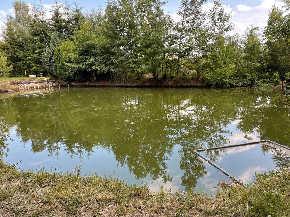 Angelteich in Goslar angeln auf Forelle Karpfen Aal und Wels in Salzgitter