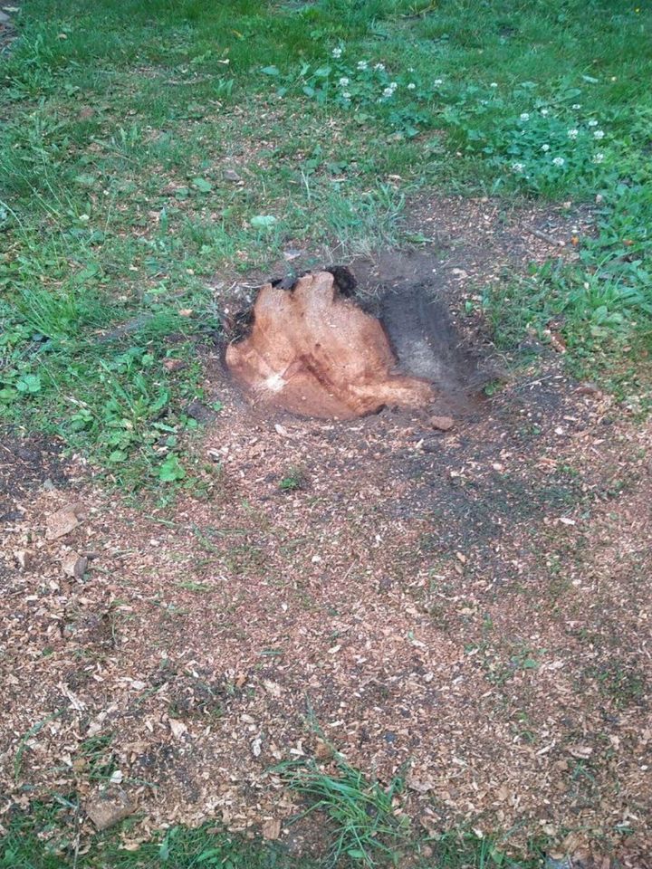 Baumstümpfe abfräsen in Delligsen