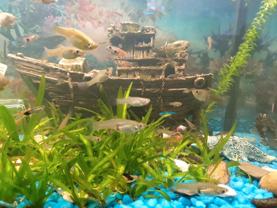 Aquarium fishe guppyes 1 euro  per stück wels in Greven