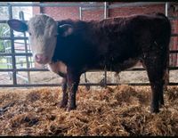 Hereford Jungbulle Rind Bio Nordrhein-Westfalen - Petershagen Vorschau