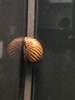 Zebra Rennschnecke 3,00€* Aquarium Schnecke Algenfresser Saarland - Püttlingen Vorschau