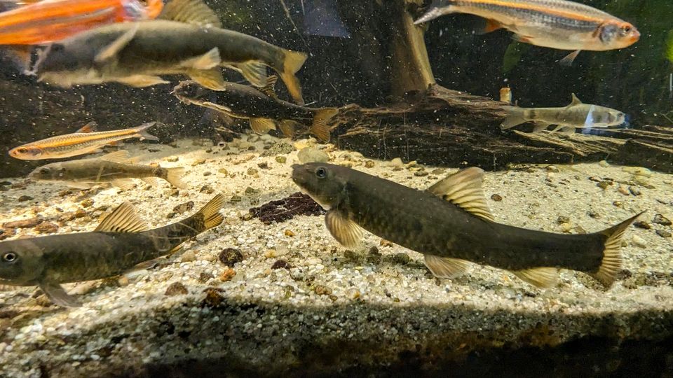 Kangal Fisch Knabberfisch garra rufa in Wolfenbüttel