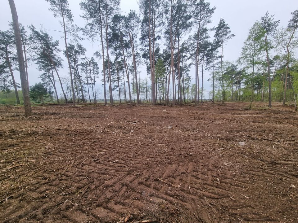 Forstmulchen Rekultivierung in Hagenow