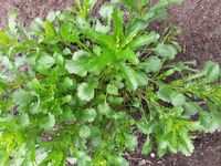 weiße Margerite-Pflanze zu verschenken Sachsen - Pulsnitz Vorschau