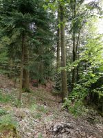 Wald Nähe Thurmansbang Bayern - Schöfweg Vorschau