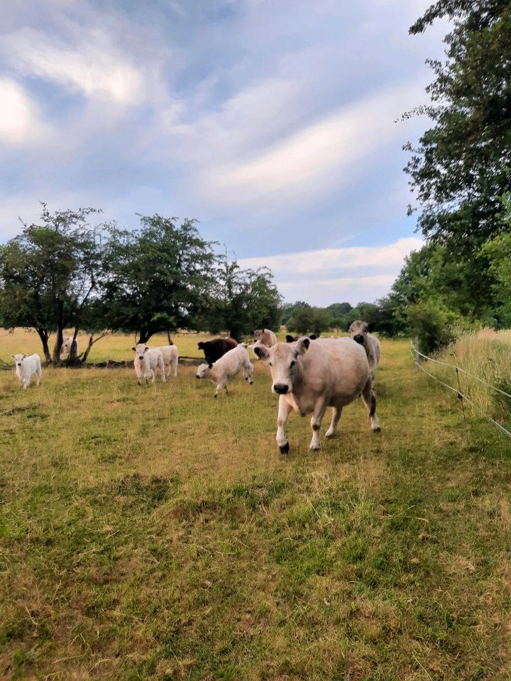 Bio Grilldleisch Galloway Rind lokal in Hadenfeld