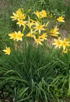 Frühe Wiesen Taglilie Hemerocallis lilioasphodelus Baden-Württemberg - Aalen Vorschau