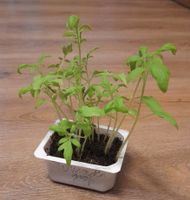 Kleine Pflänzchen Tomaten Paprika Bayern - Pöttmes Vorschau