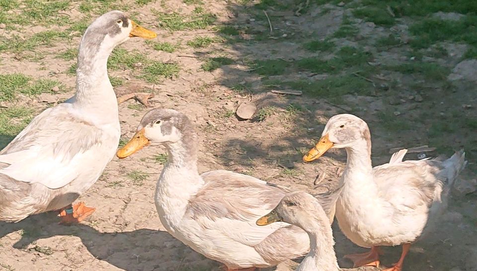 Jungtiere von meinen Altrheiner Elsterenten in blau weiß in Geseke