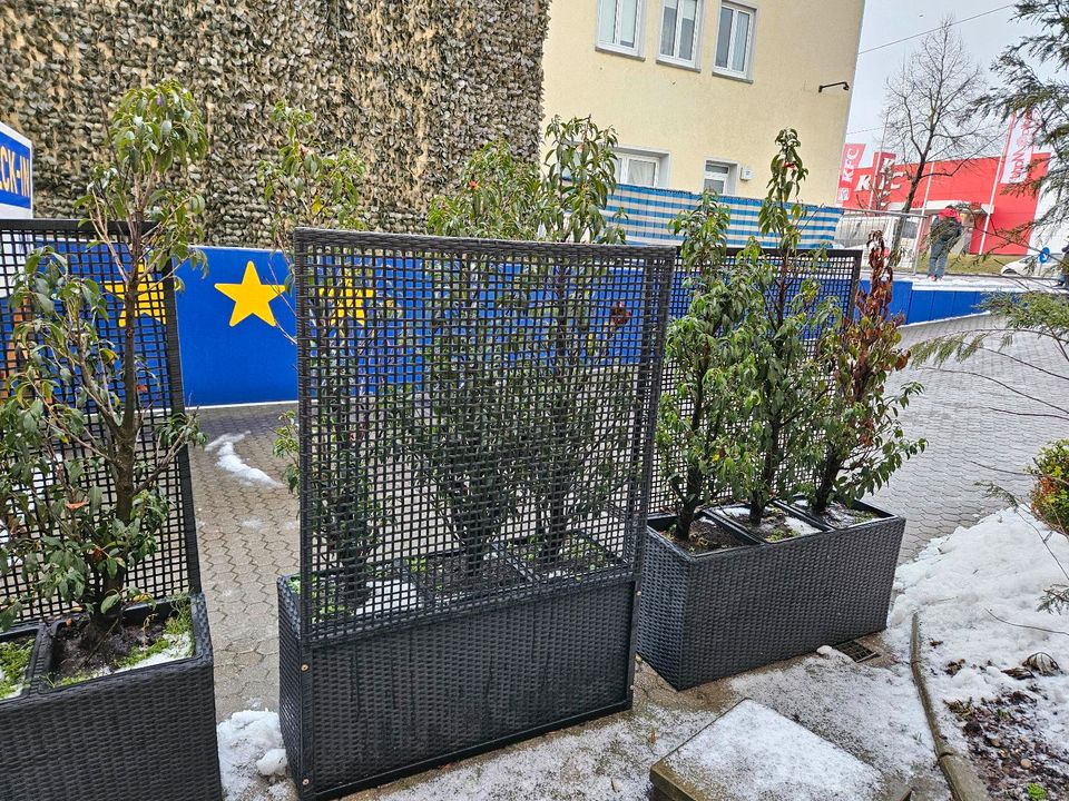 Blumenkübel,  Raumteiler mit Pflanzen  indoor, outdoor in München