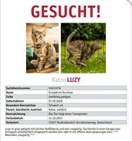 Wir vermissen unsere Katze!!!! Niedersachsen - Stadtoldendorf Vorschau