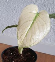 Monstera Deliciosa Mint Variegata Lindenthal - Köln Lövenich Vorschau