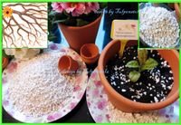 ♥BIO PERLITE für besten Boden Aussaat 1xGratis Garten Tulpenstolz Eimsbüttel - Hamburg Schnelsen Vorschau