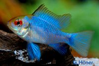 Schmetterlingsbuntbarsch"Electric blue" / Mikrogeophagus ramirezi Nordrhein-Westfalen - Löhne Vorschau