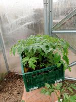 Tomaten Pflanzen 7 Stück 12€ Nordrhein-Westfalen - Solingen Vorschau